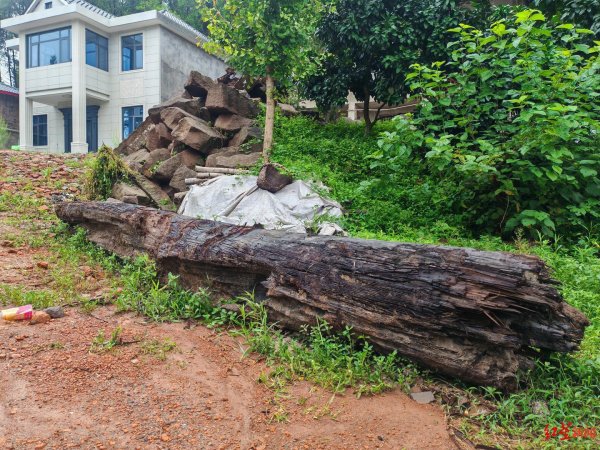股壹佰 “村庄挖出疑似乌木”追踪：当地已追回一批被运走的疑似乌木，鉴定结果还未出炉